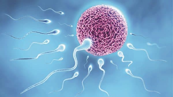 Tinh dịch đồ yếu dẫn đến việc thụ thai sẽ trở nên vô cùng khó khăn
