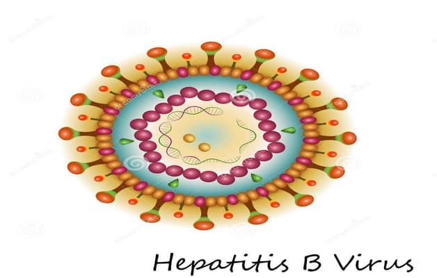 Cấu tạo của virus viêm gan siêu vi B (HBV)