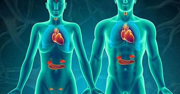 Tuyến nội tiết là một trong những cơ quan quan trọng nhất của cơ thể con người