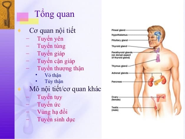 Khám nội tiết là gì 