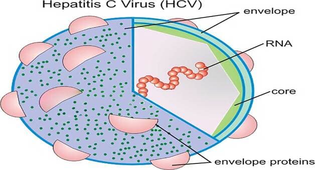 Cấu tạo của virus viêm gan C