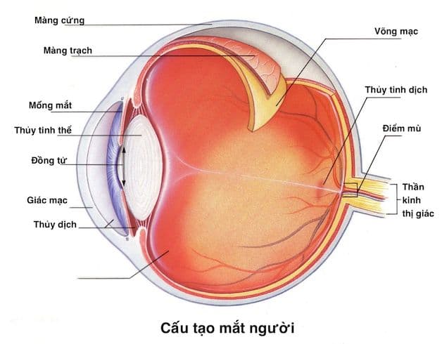 Viêm kết mạc là tình trạng viêm nhiễm, xảy ra ở lớp kết mạc của mắt.