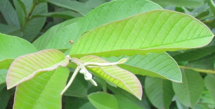 Chữa đau răng bằng lá ổi