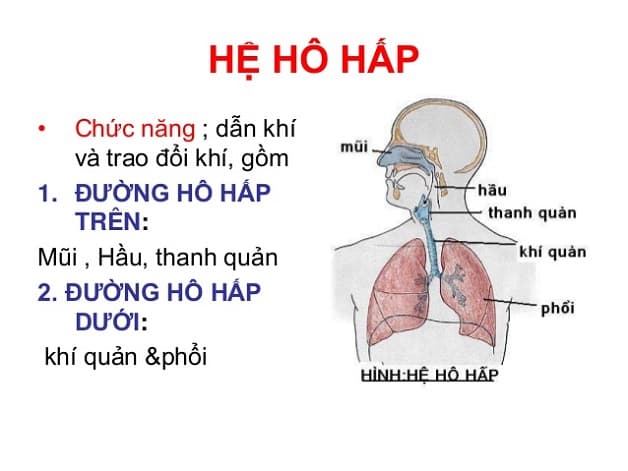 Viêm đường hô hấp trên ở trẻ - các bộ phận thuộc đường hô hấp trên
