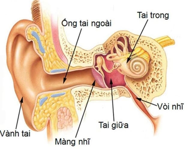 Cấu tạo màng nhĩ