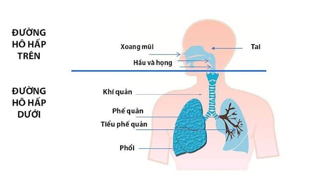 Đường hô hấp trên bao gồm các bộ phận từ thanh quản lên đến mũi như: Thanh quản, xoang, họng, hầu, mũi.