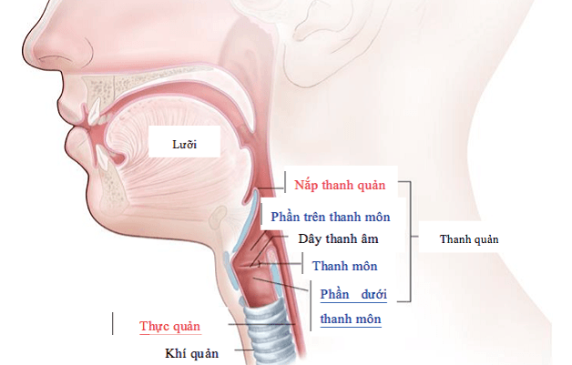 Vị trí của thanh quản