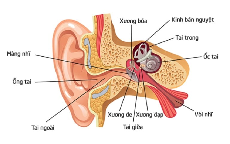 Minh họa vị trí ống tai ngoài