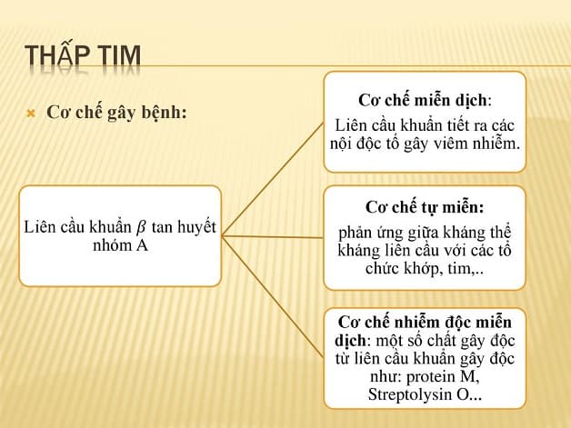Có 3 thuyết lý giải về cơ chế bệnh thấp tim. Đó là thuyết miễn dịch, thuyết tự miễn và thuyết nhiễm độc.