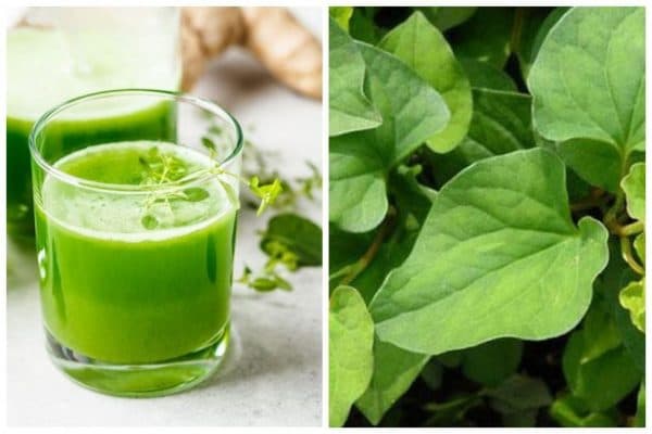 Rau diếp cá có thể chữa khỏi bệnh trĩ không?