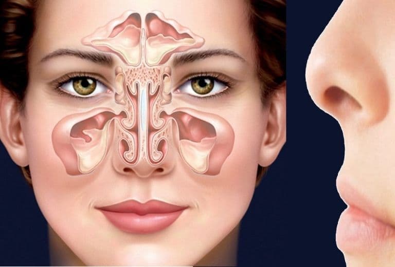 Vị trí các hốc xoang mũi