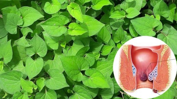 Chữa khỏi bệnh trĩ bằng rau diếp cá
