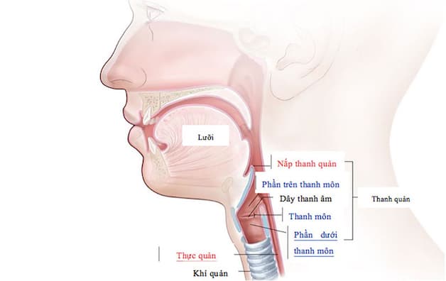 Khi các biểu mô ở thanh quản tăng trưởng một cách mất kiểm soát sẽ hình thành nên các khối u ở thanh quản.