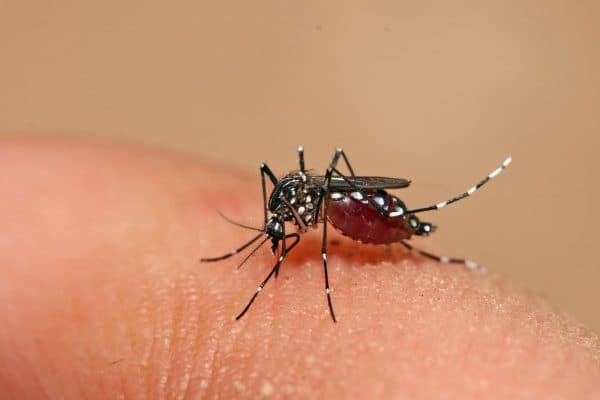 Trung gian gây bệnh là muỗi Aedes aegypti hay còn gọi là muỗi vằn truyền nhiễm cho người