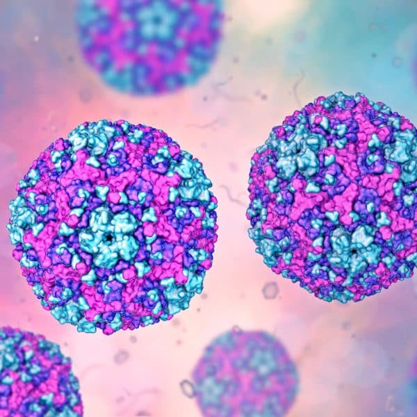 Tác nhân chính gây bệnh tay chân miệng là các loại virus, trong đó phổ biến nhất là 2 loại virus Coxsackie A16 và Enterovirus typ 71