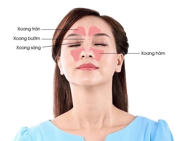 Vị trí của các xoang 