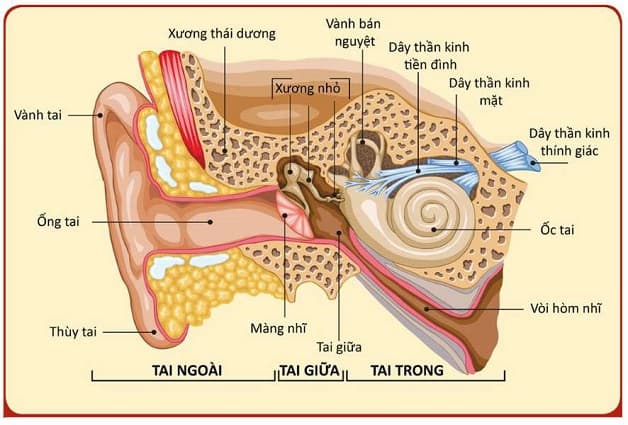 Cấu tạo bộ phận tiền đình và hội chứng rối loạn tiền đình não