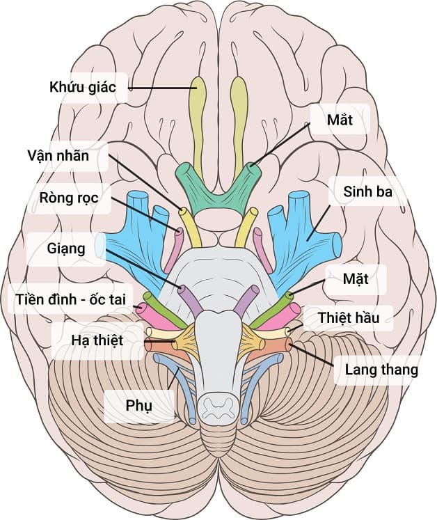 bệnh viêm dây thần kinh số 8