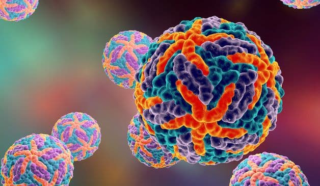 Virus Dengue có trong muỗi vằn (muỗi Aedes aegypti) là 