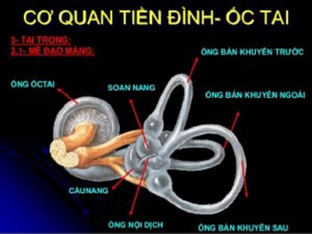 rối loạn tiền đình ngoại biên