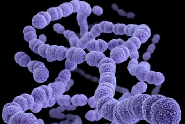 Một số nghiên cứu cho thấy Streptococcus pseudo pneumoniae hoặc Pseudomonas có thể là nguyên nhân gây nên tổn thương nếp gấp của dây thanh quản.
