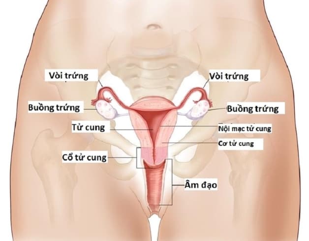 Vị trí vòi trứng