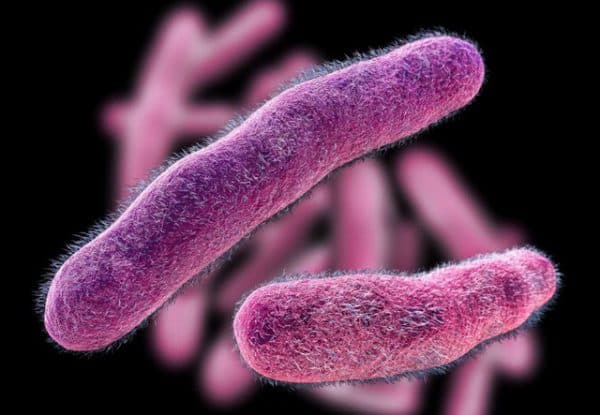 Vi khuẩn thuộc nhóm Shigella là một trong những tác nhân gây nên hội chứng lỵ ở trẻ