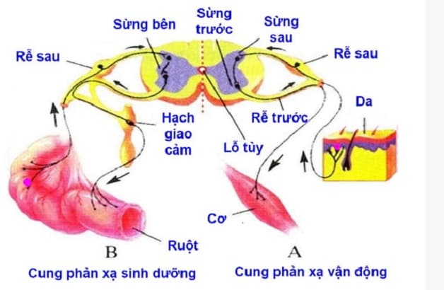 chức năng của tủy sống
