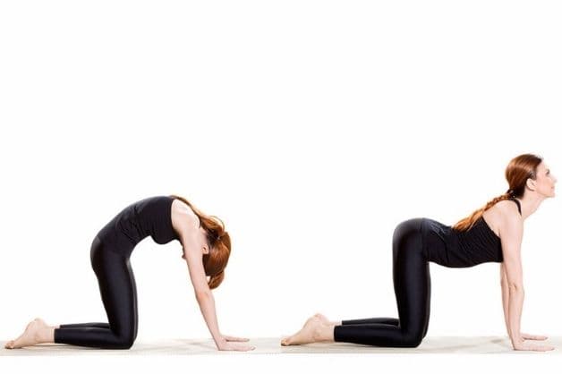Tư thế mèo bò trong bài tập yoga thoái hóa cột sống cổ