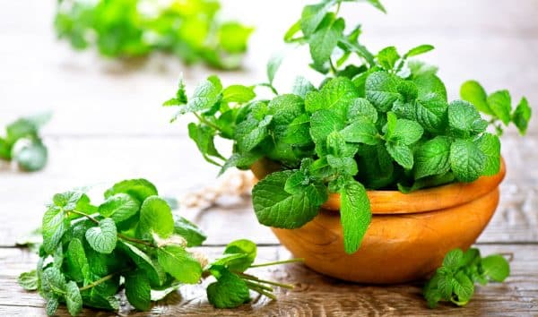 Chữa sâu răng với lá bạc hà