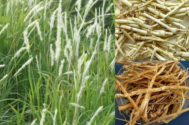 cách chữa sỏi bàng quang bằng dân gian