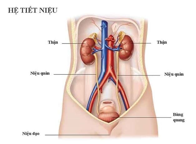 nguyên nhân sỏi niệu đạo