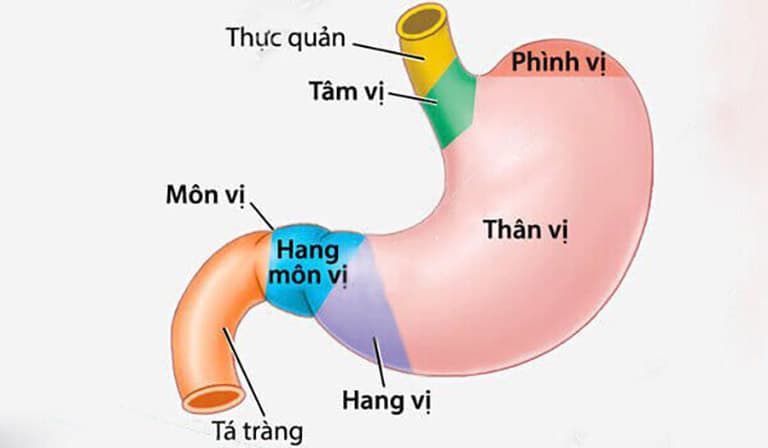 Hang vị là bộ phận nằm gần cuối dạ dày