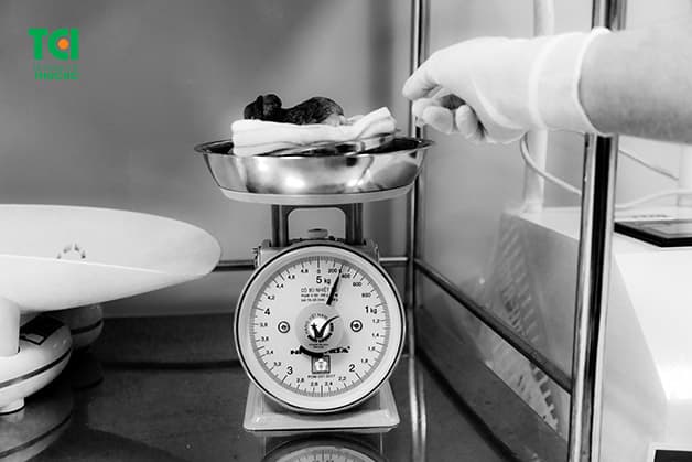 Khối u xơ tử cung được bóc tách hoàn toàn sau ca phẫu thuật