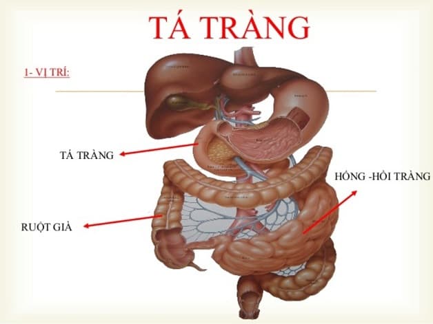 Hành tá tràng nằm ở phần đầu tá tràng