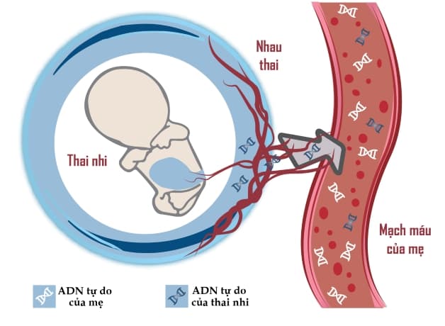 Xét nghiệm tầm soát dị tật ở thai nhi là việc tiến hành các xét nghiệm cần thiết để kiểm tra xem em bé có mắc một số các bệnh lý bẩm sinh hay không.