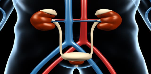 Tổng quan về bệnh hẹp niệu quản