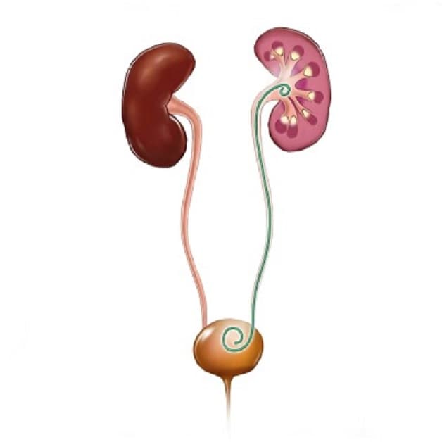 Mục đích đặt sonde jj niệu quản