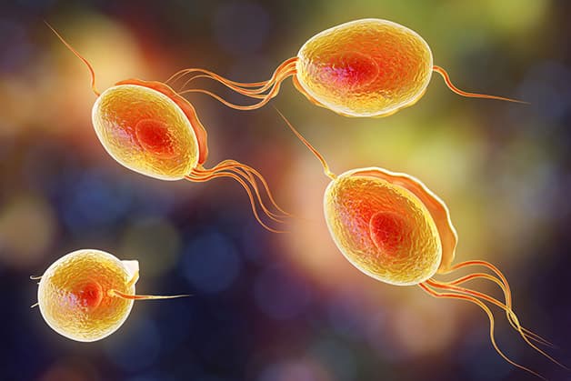 Trùng roi âm đạo Trichomonas vaginalis thường tấn công vùng kín qua đường tình dục