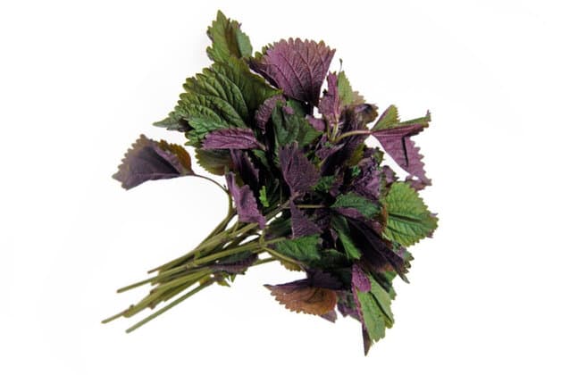 trị sâu răng tại nhà bằng lá tía tô