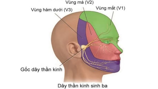 Dây thần kinh số V
