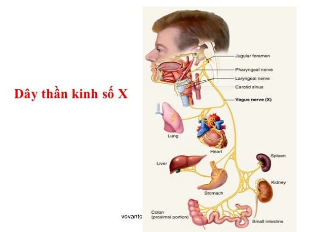 Dây thần kinh số X