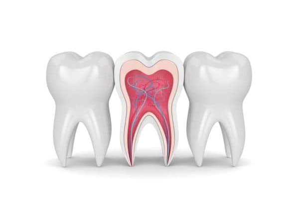 Tủy răng nằm sâu trong răng, bao gồm mạch máu và hệ thống dây thần kinh với chức năng nuôi dưỡng và dần truyền cảm giác