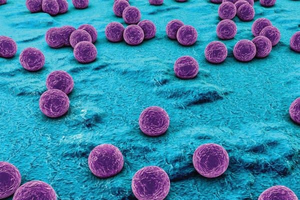 Các loại vi khuẩn (thường là Staphylococcus) có thể gây nên tình trạng viêm nhiễm ở bờ mi mắt
