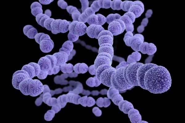 Một trong những tác nhân gây viêm loét giác mạc chính là phế cầu khuẩn