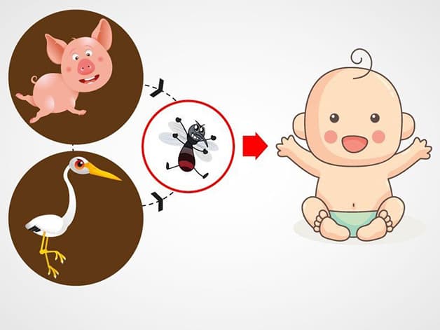 Virus viêm não Nhật Bản lây truyền qua muỗi và thường tấn công đối tượng trẻ nhỏ, khả năng đề kháng, miễn dịch kém 