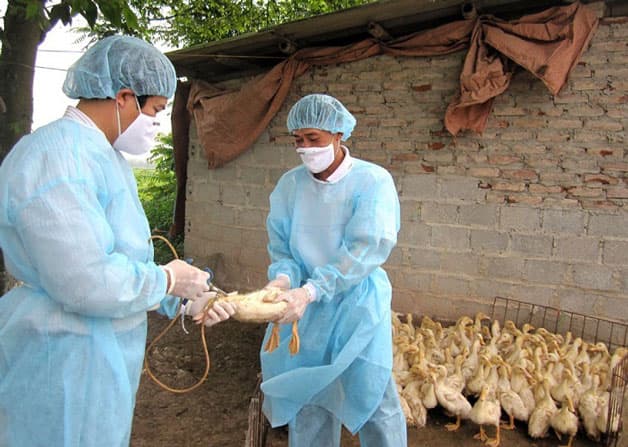 Dịch cúm A h5n1