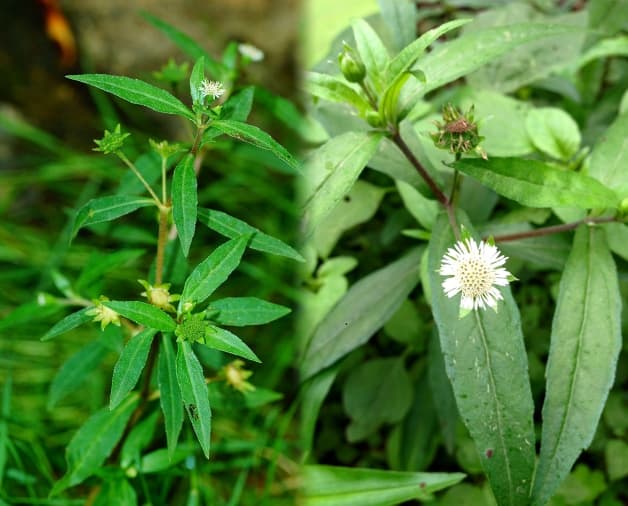 Cách trị rong kinh dân gian - sử dụng cây nhọ nồi