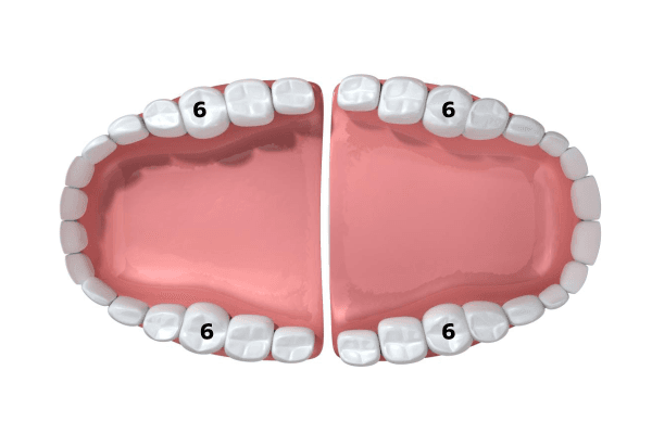 Răng số 6 là răng hàm lớn, đảm nhiệm chức năng ăn nhai chính của hàm răng