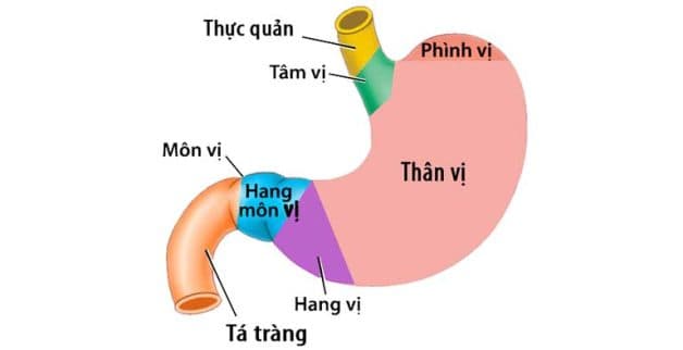 Hang vị có diện tích nhỏ chỉ từ 3 - 5cm nhưng đóng vai trò quan trọng trong hệ tiêu hóa